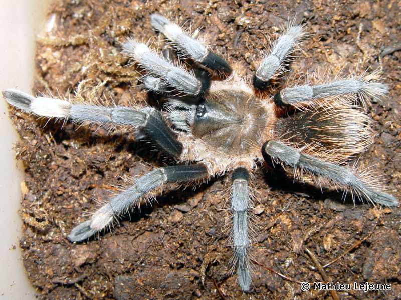 Sericopelma Melanotarsum